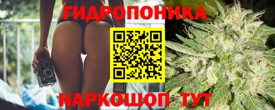 гашик Будённовск